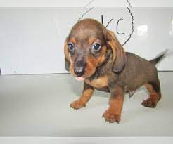 Find dachshund puppies and dogs for adoption today! Dachshund Puppies Raleigh Nc L2sanpiero
