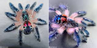 This tarantula is absolutely dazzling it's called a brazilian jewel tarantula species name: Typhochlaena Seladonia Brazilian Jewel Tarantula Is Illegal To Own Anywhere Except Brazil Tarantulas