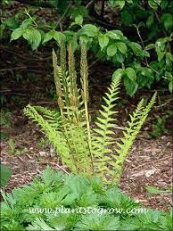 Image result for Osmundaceae