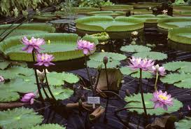 Image result for Nymphaeaceae