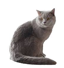 Image result for British shorthair