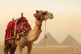 Try a camel riding at giza pyramids for 2 hours during the sun rise or sun set. Pyramid Camels By Kamie Photography 500px Camels Camels Art Pyramids Egypt