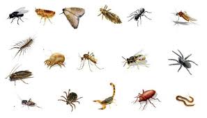 Animales invertebrados ✓ te explicamos cuáles son los animales invertebrados y cómo se los invertebrados representan el 95% de las especies vivas conocidas. Mecanismos De Nutricion En Animales Invertebrados
