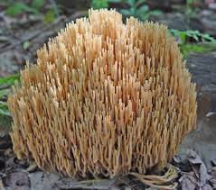 Image result for Ramaria stricta