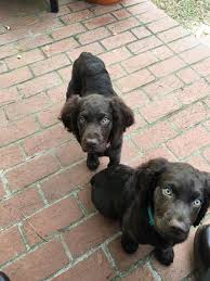 Jun 16, 2021 · browse thru boykin spaniel puppies for sale near camden, south carolina, usa area listings on puppyfinder.com to find your perfect puppy. Boykin Spaniel Puppies For Sale