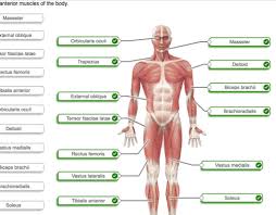 Stapedius muscle is the smallest muscle of human body. Quiz Ch 10 Copy Diagrams Flashcards Quizlet