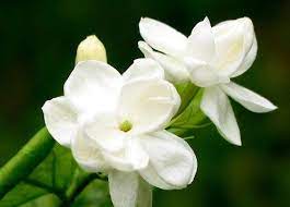 How To Grow Jasmine Flowers Jasmine Plant Jasmine Plant Indoor Fragrant Plant