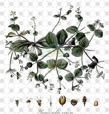 Image result for Linderniella wilmsii