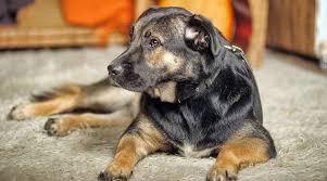 It's also free to list your available puppies and litters on our site. German Shepherd Labrador Mix Sheprador Puppies Prices More