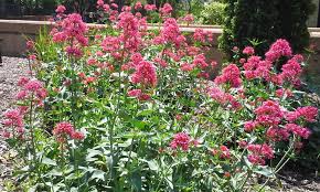 Image result for Valerianaceae