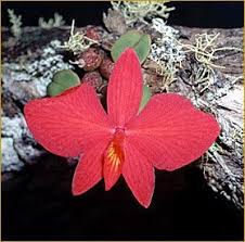 Image result for Sesbania brevipedunculata