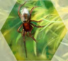 They live almost entirely within the bells, darting out to catch prey animals that touch the bell or the threads that anchor it. Rosemary Chalmers Agyroneta Aquatica Diving Bell Spider