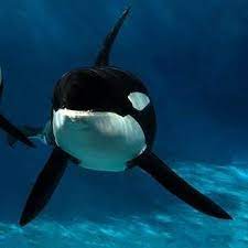 Nakai Orca