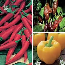 Cayenne pepper plants are also known as guinea spice, cow horn peppers, aleva or bird peppers, but are more commonly. Mild Ish Chilli Pepper Plant Collection From D T Brown