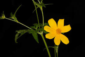 Image result for Bidens ugandensis
