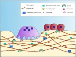 Collagen And Non Collagenous Proteins Molecular Crosstalk In