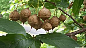 It does not include vegetables, whatever their origin. Image Result For Xylocarp Fruit Fruit Fruit List Fruits Name List