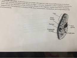 Historically, based on cell shape, these organisms were divided into two groups: Allenge Question A Paramecium Is A Single Cell Chegg Com
