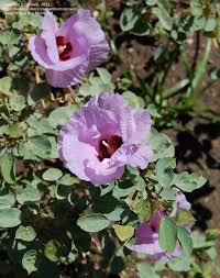 Sturt S Desert Rose Gossypium Sturtianum Has Been Known By Many Names Like The Australi Australian Native Flowers Australian Flowers Australian Native Plants