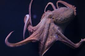 Scientists Discover How Octopuses Avoid Tying Themselves In Knots Octopus Common Octopus Octopus Photos
