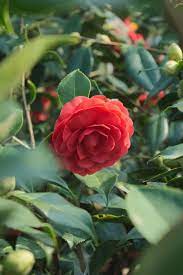 Camellia Japonica Eugenia De Montijo Camellia Beautiful Flowers Camellia Flower