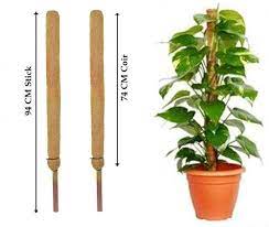 We need a good budget price for moss sticks. Alkarty Coir Moss Stick For Gardening Coir Moss Stick Coco Pole For Climbing Indoor Money Plants 94cm Brown Set Of 2