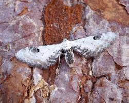 Image result for Eupithecia centaureata