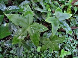 Image result for Cheilanthes angustifrondosa