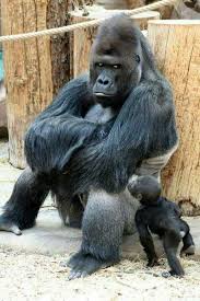 I Said No You Can T Go But Mom Said I Could Yea And I Said No Boy You Need To Be Gone Now Ok Cute Animals Animals Wild Animals Friends