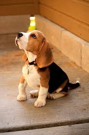 Dogtv In The News Beagle Planet Perros Y Cachorros Lindos Perros Perros Cachorros