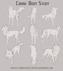 Canine Body Study Tutorial By Tiffashy Canine Art Animal Drawings Canine Drawing