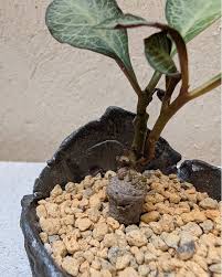 Image result for Monadenium pseudoracemosum