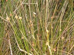 Image result for Ficinia