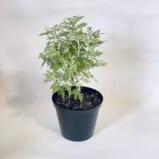 Image result for Artemisia afra