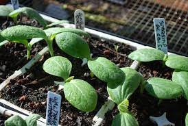 Once the seedlings reach 2 tall, thin the plants with scissors to one plant per pot. Growing Squash How To Grow Squash Planting Squash