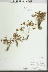 Image result for Cyperus amabilis