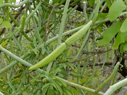 Image result for Cynanchum viminale