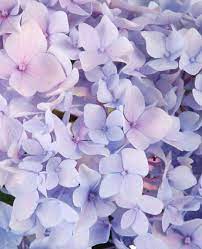 Just A Little Something Pretty To Soothe Your Mind Mind Body Soul Mind Body Mindfulness