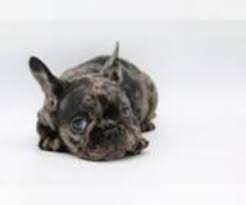 Puppies for sale from maine breeders. Puppyfinder Com French Bulldog Puppies Puppies For Sale Near Me In Maine Usa Page 1 Displays 10