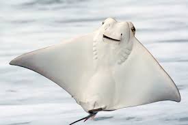 Image result for Stingray