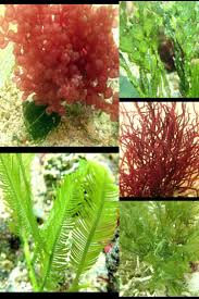 Macro Algae Beauty In Your Tank With Plants Planted Aquarium Live Aquarium Plants Aquarium Grass