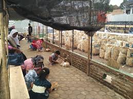 Check spelling or type a new query. Taman Kelinci Lampung Dan Rumah Strawberry Wisata Baru Di Bandar Lampung