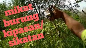Burung decu adalah burung dengan bentuk tubuh yang tergolong kecil, tapi kecil tubuhnya tidak menghalangi penghobi burung untuk menyukainya. Ciri Ciri Burung Decu Jantan Betina Youtube