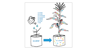 Degradation and Plant Transfer Rates of Seven Fluorotelomer Precursors to  Perfluoroalkyl Acids and F-53B in a Soil-Plant System with Maize (Zea mays  L.)