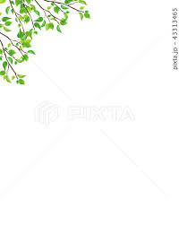 新緑 枝 葉っぱ Png 透過 のイラスト素材 43313465 Pixta