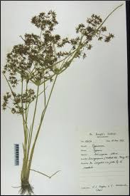 Image result for Cyperus tenuispica