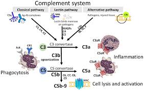 Image result for Complement Pathway