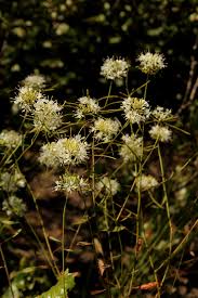 Image result for Bulbostylis macra