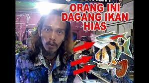 Ikan otocinclus adalah termasuk ikan pemakan algae yang cukup dikenal di kalangan penggemar aquascape. Toko Ikan Hias Warakas Jakarta Utara Deeway Channel Youtube