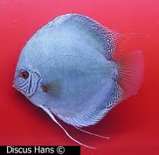 Focke, during the time when american breeders were attempting to create more colorful the cobalt followed the turquoise discus, and was produced from the solids. Cobalt Discus Fish Discus Fish Sales Usa